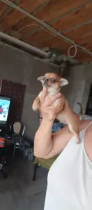 Чихуахуа