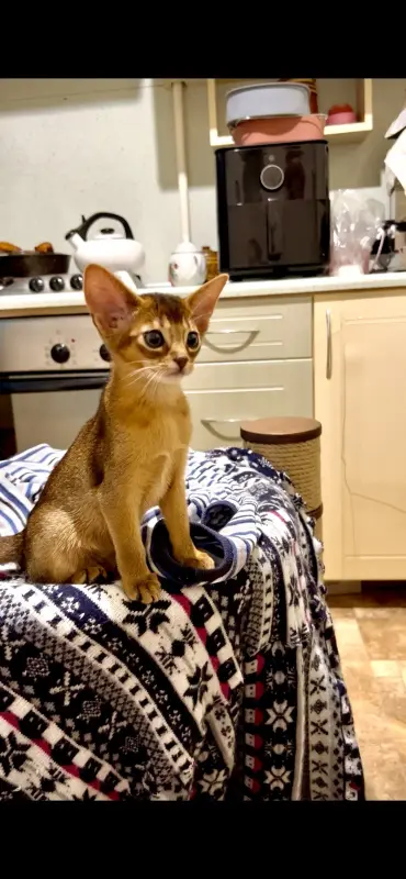 Кошки - Абиссинский котёнок, девочка - Вся Беларусь - Фото 2 Абиссинский котёнок, девочка - Вся Беларусь - 223127 - Доска объявлений Kupika.by - Фото 2
