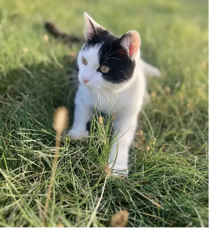 Котёнок ищет дом!