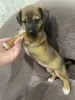 Питомцы