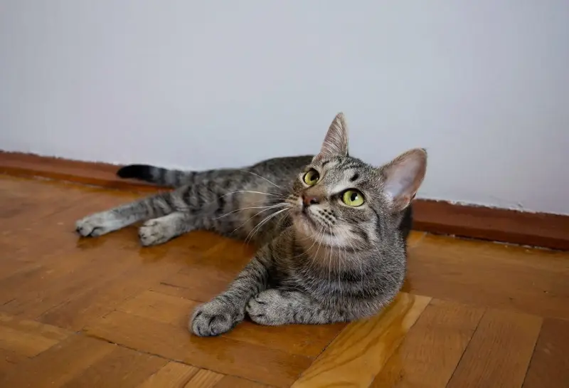 Котенок Тоффи, 7 мес., кастрирована.