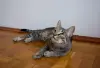 Котенок Тоффи, 7 мес., кастрирована.