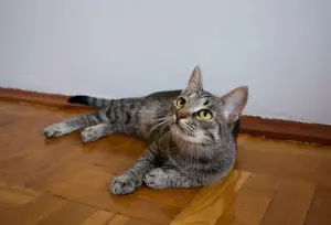 Котенок Тоффи, 7 мес., кастрирована.