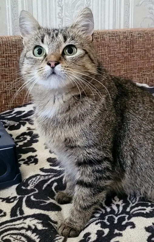 Кошка подросток Шери, кастрирована.