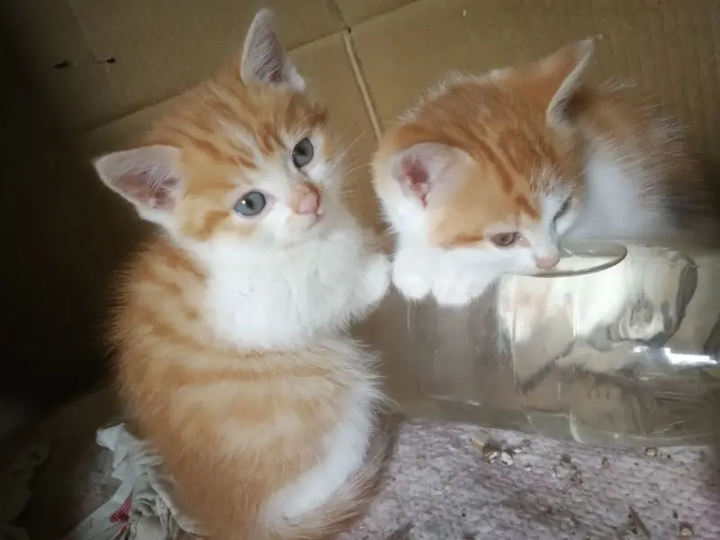 Срочно! Чудо-котята 1,5 месяца - в добрые руки.