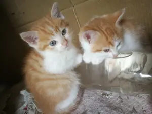Срочно! Чудо-котята 1,5 месяца - в добрые руки.