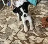 Чихуахуа