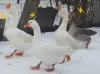 гуси Линда - пара гусь и гусыня