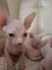 Канадский сфинкс котята РАЗНОГЛАЗЫЕ