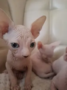 Канадский сфинкс котята РАЗНОГЛАЗЫЕ