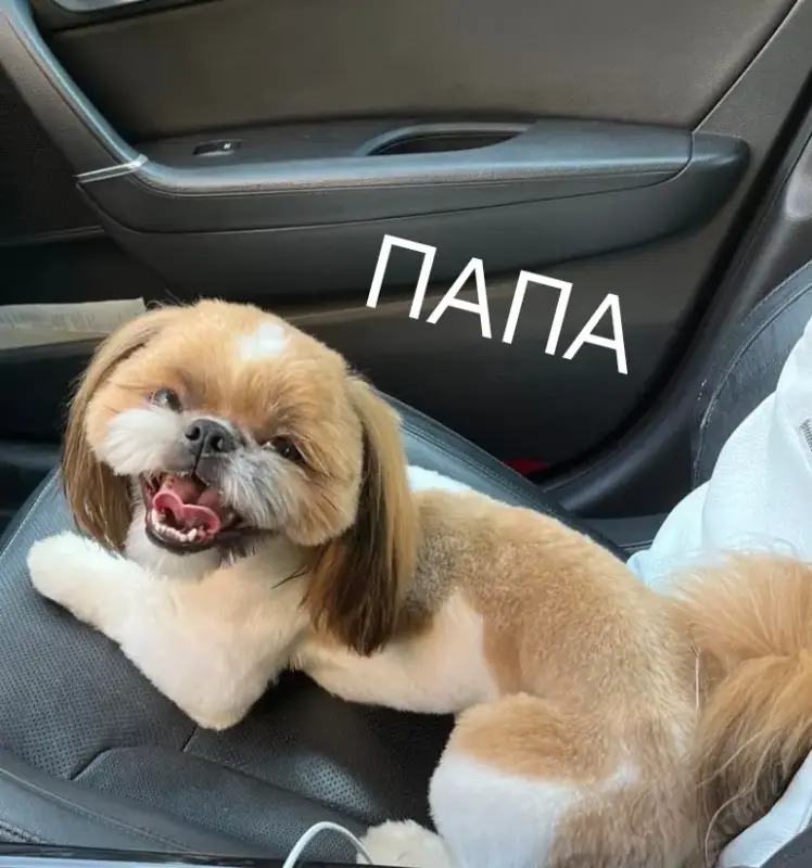 Малыши ши-тцу