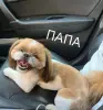 Малыши ши-тцу