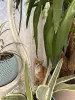 В дар прекрасный ласковый котёнок-мальчик Лучик