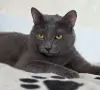 Кот Тео