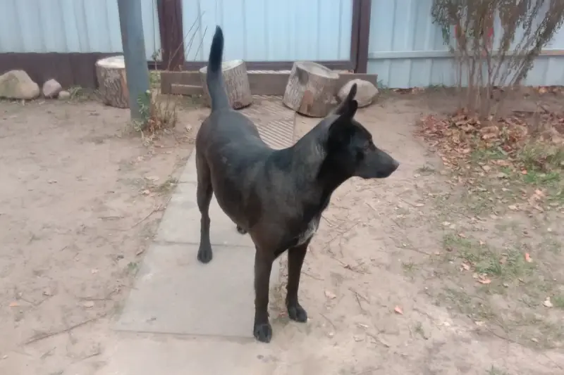 Прекрасная собака-охранница Бэтта в дар