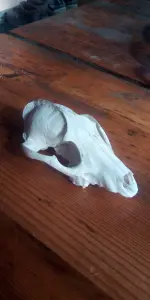 Чей черепок