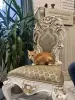 В дар прекрасный ласковый котёнок-мальчик Лучик