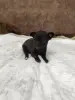 Щенки чихуахуа