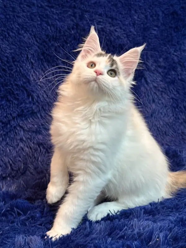 Мейн-Кун котенок