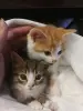 Котятам срочно нужен дом! Котенок в дар