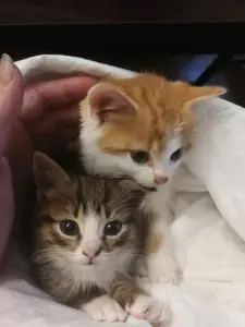 Котятам срочно нужен дом! Котенок в дар