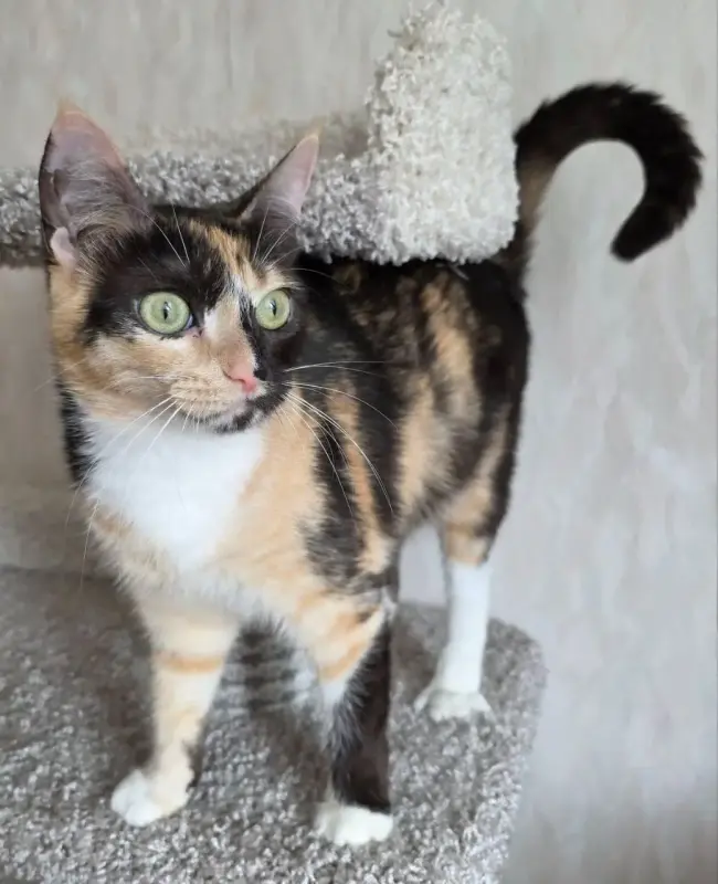 Котенок Кошка Озорная Кэтти