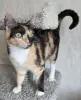 Котенок Кошка Озорная Кэтти