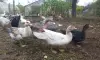 индоутки мускусные утки селезни