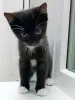 Котенок Понтиак - крошка хаврошка
