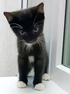 Котенок Понтиак - крошка хаврошка