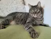Шанхай- яркий и добрый кот, кастрирован