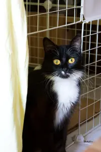 Николь-кошка Никуша, кастрирована.