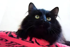 Шикарный Теодор. Кот.