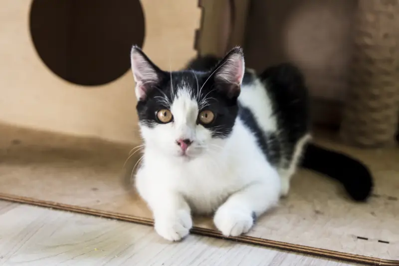 Котенок в дар