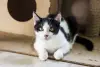Котенок в дар