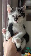 Котёнок