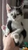 Котёнок