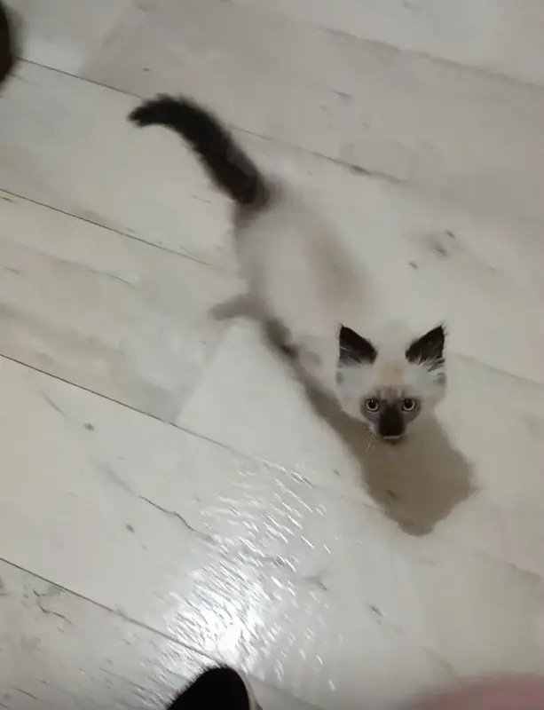 Кошка
