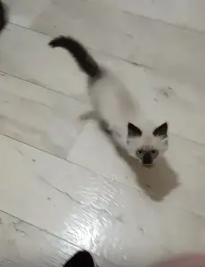 Кошка