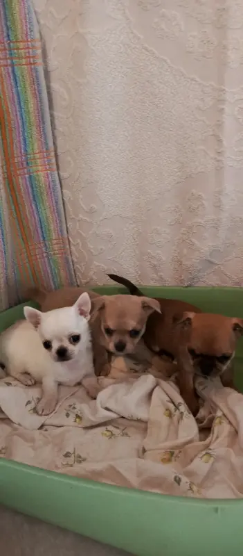 Чихуахуа