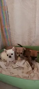 Чихуахуа