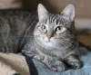 Кошка подросток Шери, кастрирована.