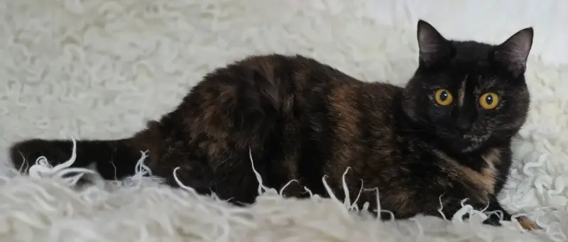 Красотка Холли. Кошка. кастрирована.