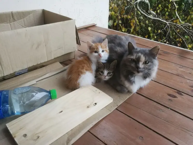 Котятам срочно нужен дом! Котенок в дар