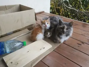 Котятам срочно нужен дом! Котенок в дар