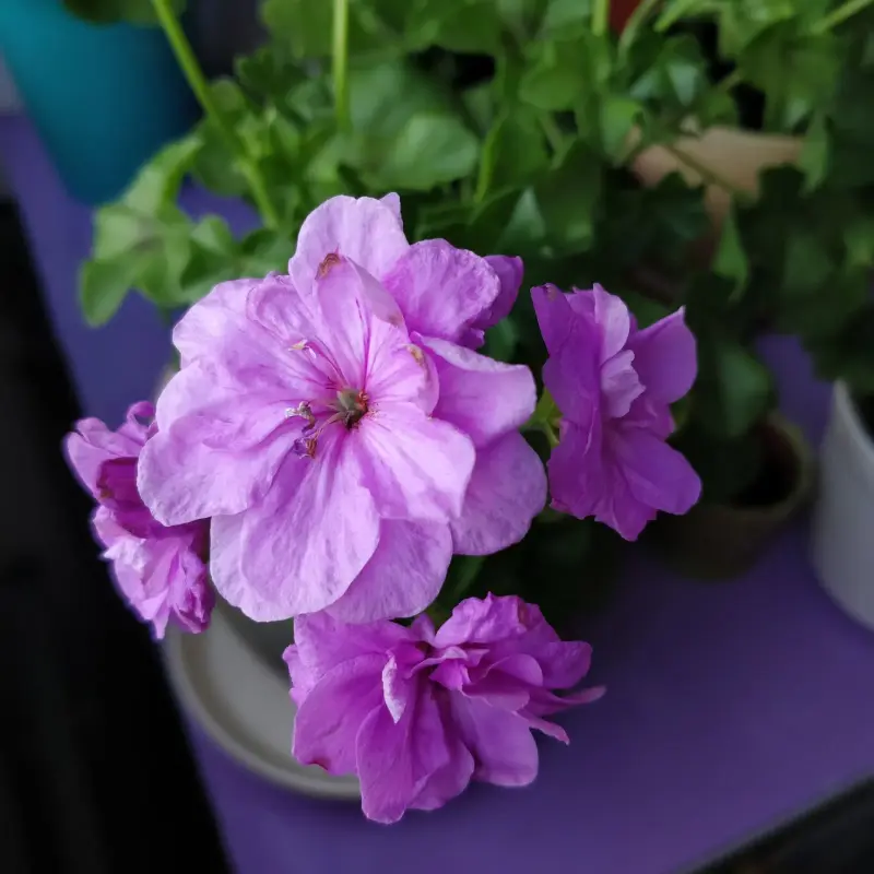 Пеларгония цветущая плющелистная ''Pacific Lavender''