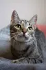 Котенок Тоффи, 7 мес., кастрирована.