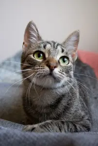 Котенок Тоффи, 7 мес., кастрирована.