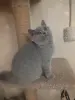 Короткошерстный британский котенок