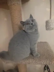 Короткошерстный британский котенок